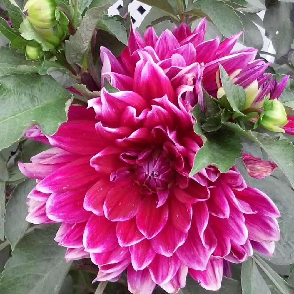 Meet your Posher, Wendy